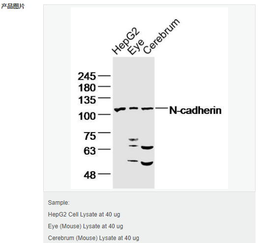 60583d0fc2e02.png image.png